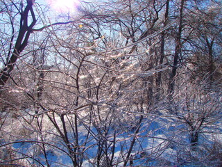 Panorama of a crystal clear frosty sunny sky through the treetops of a snowy winter forest.