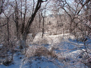 Panorama of the steppe forest on a clear frosty sunny day under a fluffy carpet of bright white snow.