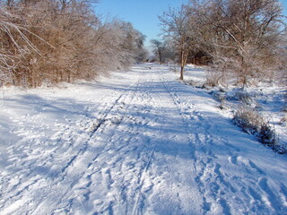 The landscape of a snow-covered road on the edge of a forest strip that goes deep into the forest seems to rise into the blue sky.