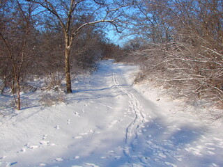 A landscape of a small forest path covered with fresh fluffy snow winding between young trees into the blue sky in the distance.