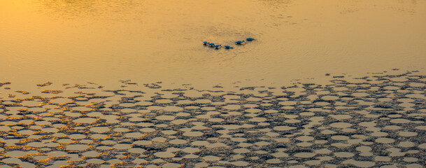 Tai Sang Wai Drought Fish Ponds.