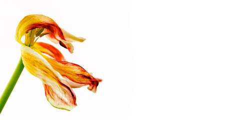 Verblühte Tulpe Blume weiße Hintergrund