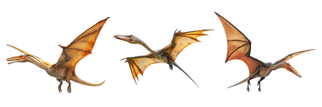 Collection of PNG. Pteranodon isolated on transparent background.