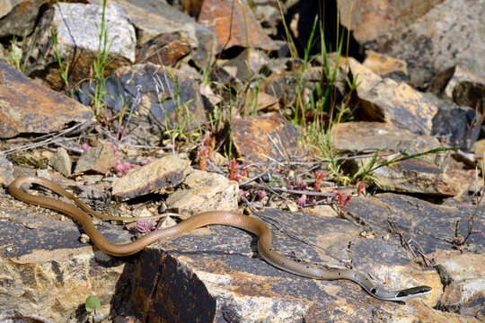 Collared Dwarf Racer // R&ouml;tliche Schlanknatter, R&ouml;tliche Zornnatter (Platyceps collaris collaris) - Ropotamo Nature Reserve, Bulgaria