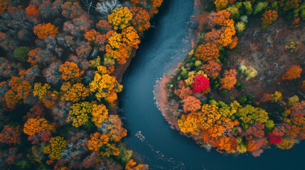 Fototapeta na wymiar Aerial view of a meandering river flowing through a colorful autumn forest with leaves changing hues.