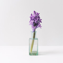 hyacinth in light green vase with light grey background
