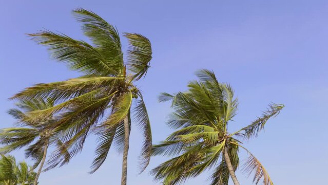 Palm tree swaying against blue sky