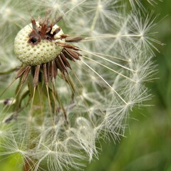 Dandelion seeds on a green background. Close-up.