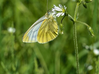 A Pieris brassicae, Pieris brassicae, butterfly on a flower