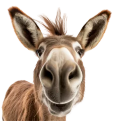 Zelfklevend Fotobehang Close up of smiling donkey  © PNG River Gfx