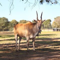 Naklejka na ściany i meble Eland antelope (Taurotragus Oryx or Derbianus)