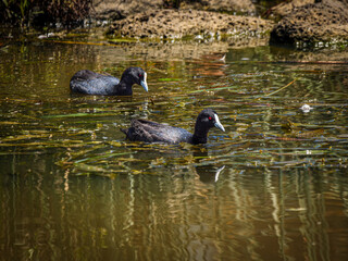 Australian Coots