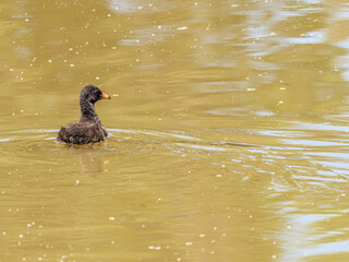 Moorhen Chick