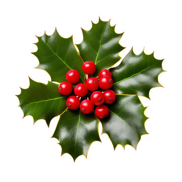 holly leaves and berries isolated on transparent background Remove png, Clipping Path, pen tool