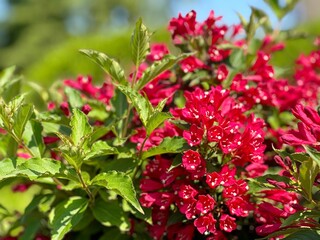 Weigela red pink flowers ornamental flowering shrub.