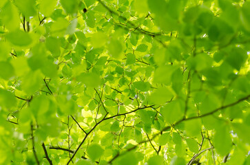 green leaves background