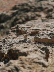 Cute little desert squirrel in the vulcanic Fuerteventura 