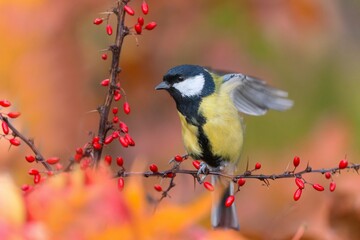 A great tit flies off a twig with red berries. Parus major. Autumn scene with a titmouse. 