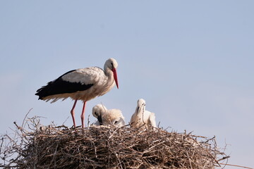 A white stork sitting on the nest with the young. Ciconia ciconia. Portrait of a stork. Bird in the nature habitat.
