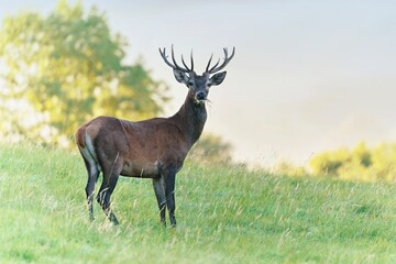 a young red deer stands in a meadow on the horizon. Cervus elaphus. A stag in the nature habitat.