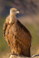 Sęp płowy (Gyps fulvus)