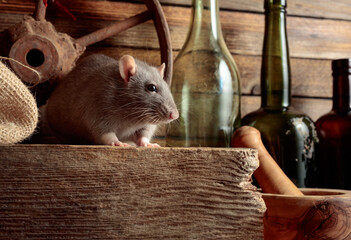Rat on a table in an old shed.