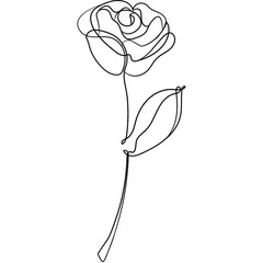 Rose Line Art Drawing