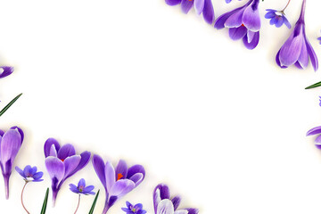 Violet flowers crocuses, flowers hepatica on a white background with space for text. Top view, flat...