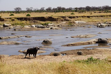 african wildlife, buffalo at river