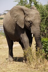 Fototapeta na wymiar african wildlife, elephant