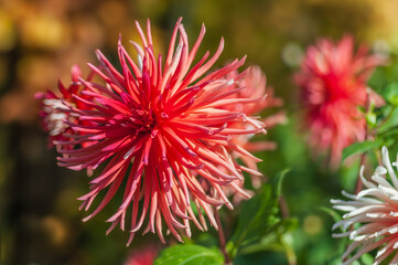 Close-up of a vibrant orange dahlia flower showcasing its delicate petals in exquisite detail. Perfect for nature-themed projects and designs.
