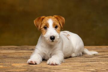 Jack Russell Terrier puppy on a brown background