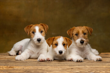 Jack Russell Terrier puppy on a brown background