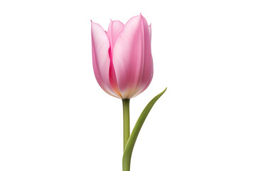 Single pink tulip spring flower isolated on transparent or white background