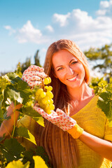 Woman winegrower picking grapes at harvest time