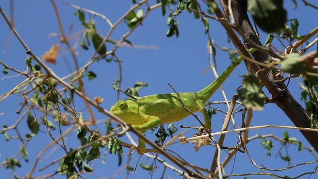 Common Chameleon or Mediterranean Chameleon (Chamaeleo chamaeleon) camouflaged on a tree moving towards prey