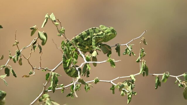 Common Chameleon or Mediterranean Chameleon (Chamaeleo chamaeleon) camouflaged on a tree waiting for prey