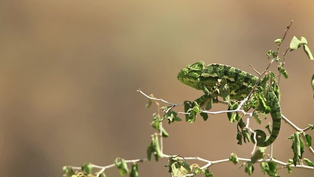 Common Chameleon or Mediterranean Chameleon (Chamaeleo chamaeleon) camouflaged on a tree waiting for prey