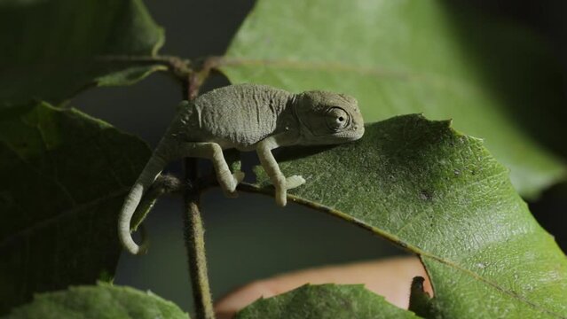 Newborn Common Chameleon or Mediterranean Chameleon (Chamaeleo chamaeleon)