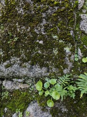 Obraz na płótnie Canvas close-up photo of a fragment of a mossy stone wall with green plants growing through it