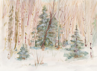 Winter landscape, fir trees in a birch grove - 707748853