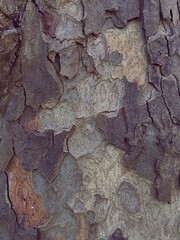 photo of brown tree bark texture, top view