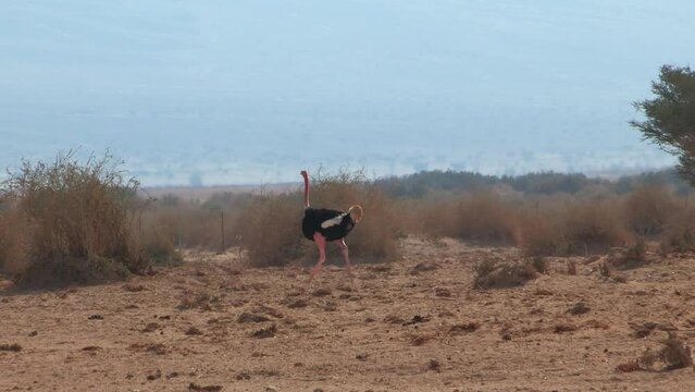 Ostrich male running the desert