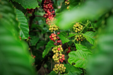 Coffee beans grow on tree