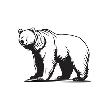 Bear Vector Images