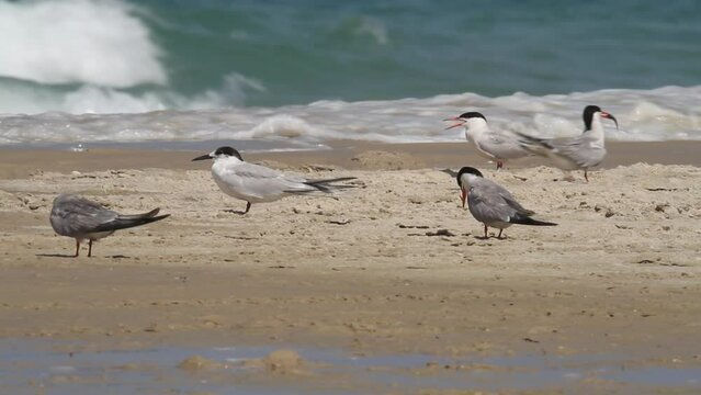 Flock of Common Terns (Sterna hirundo) landing on the beach