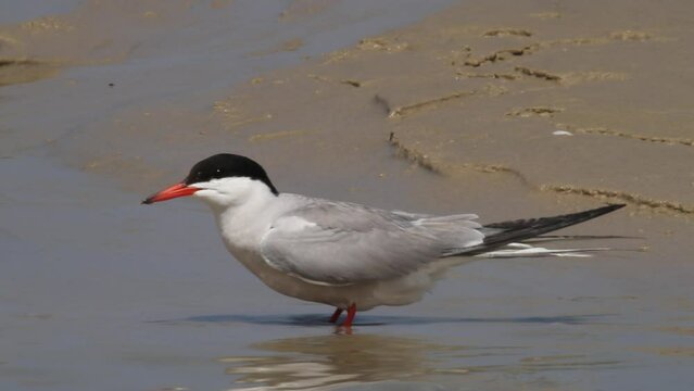 Common Tern (Sterna hirundo) drinks from a fresh water channel near the sea