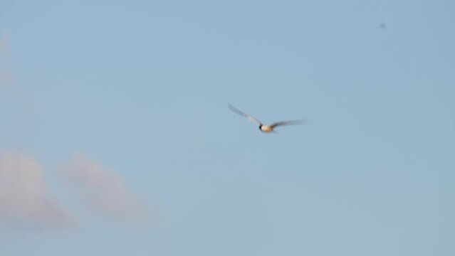 Common Tern (Sterna hirundo) flying
