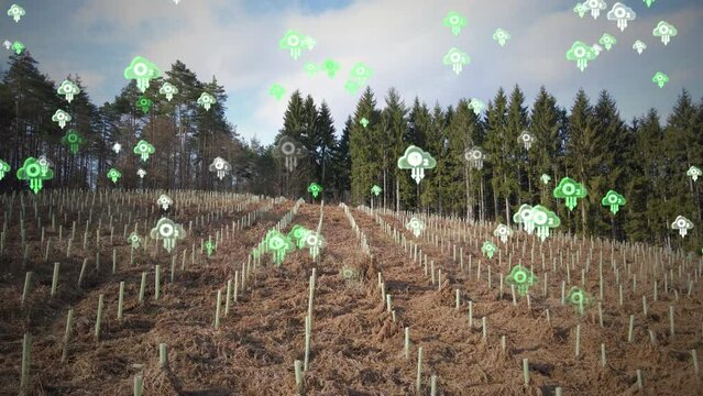 Woodland marked with pits dug for tree plantation. Restoring damaged forests for compensatory deforestation. Animation of Oxygen O2 molecule