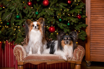 Papillon in a New Year's location